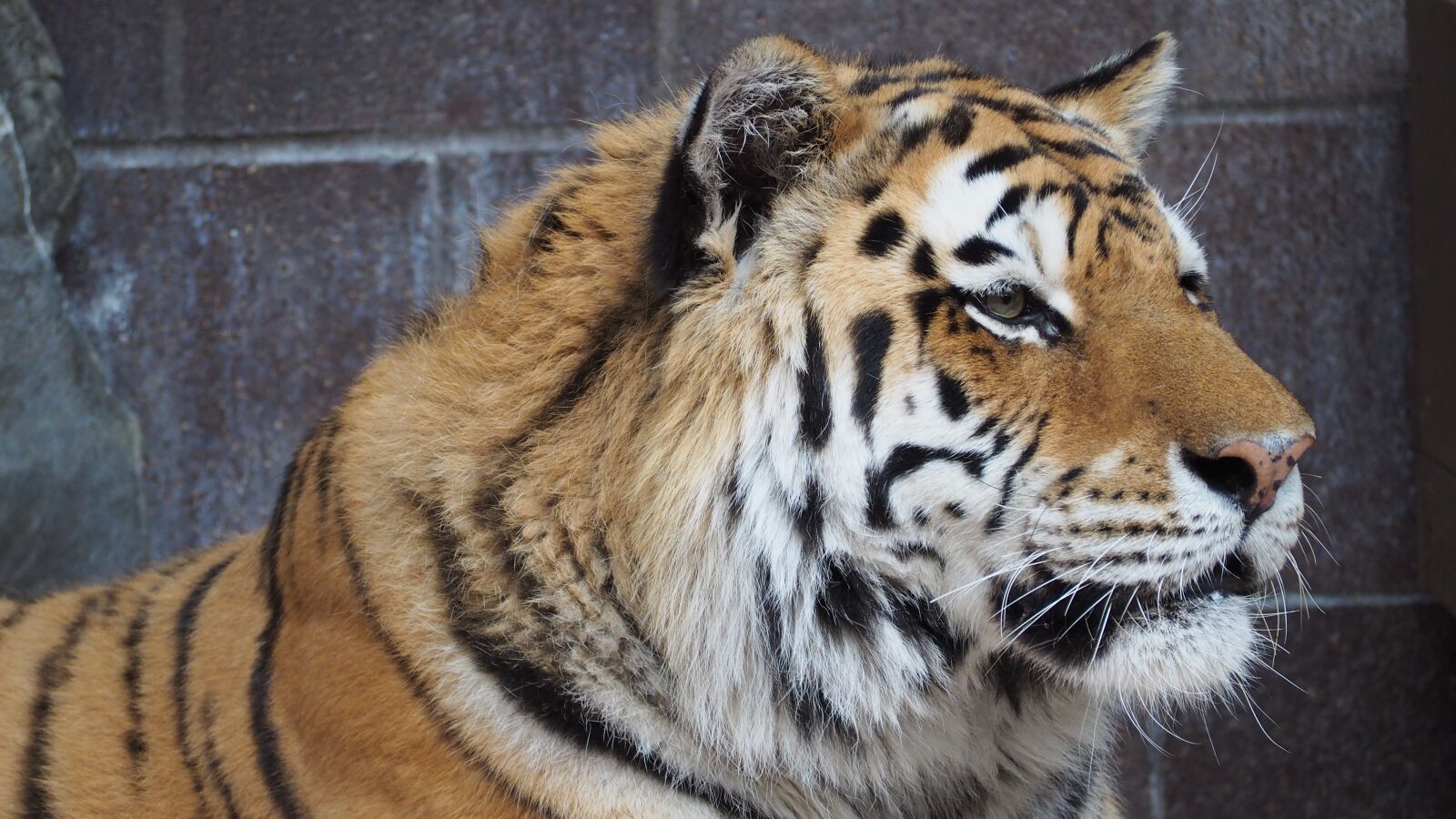 Olympus OM-D E-M10 II sample photo. Tiger, tiger face, portrait photography