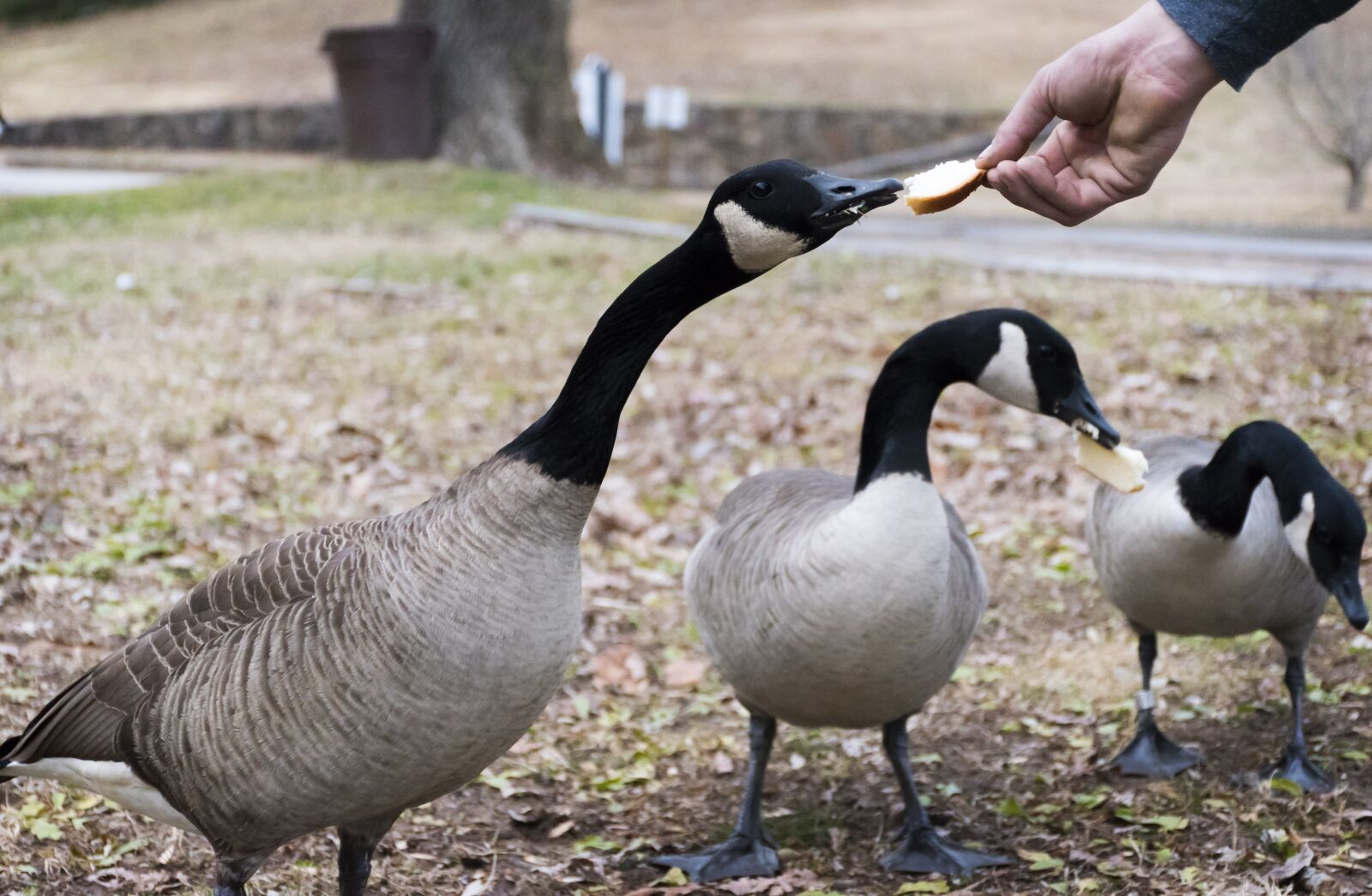 Nikon D5600 sample photo. Geese, hand, park photography