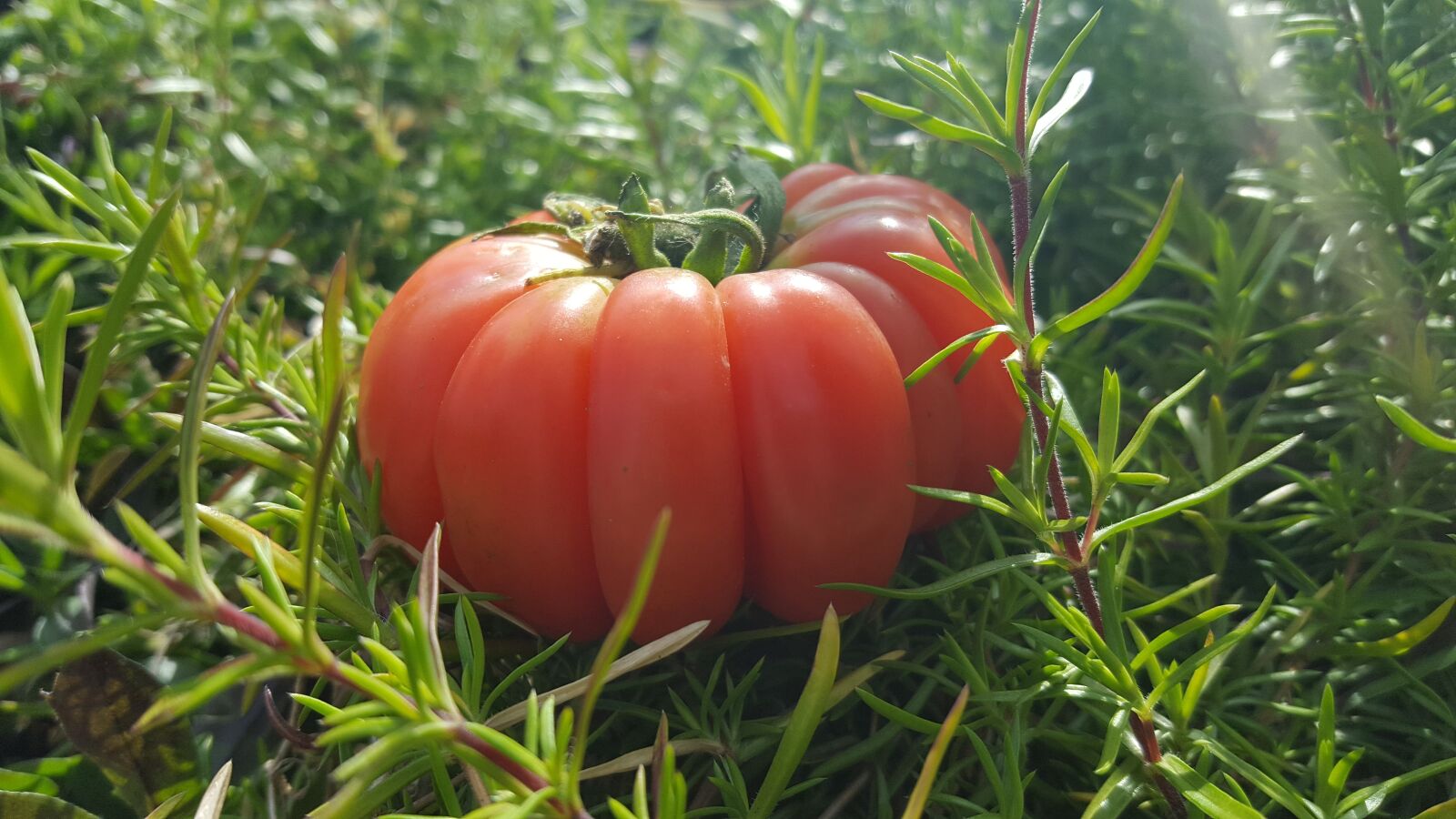 Samsung GALAXY S6 edge sample photo. Tomatoes, vegetables, nutrition photography
