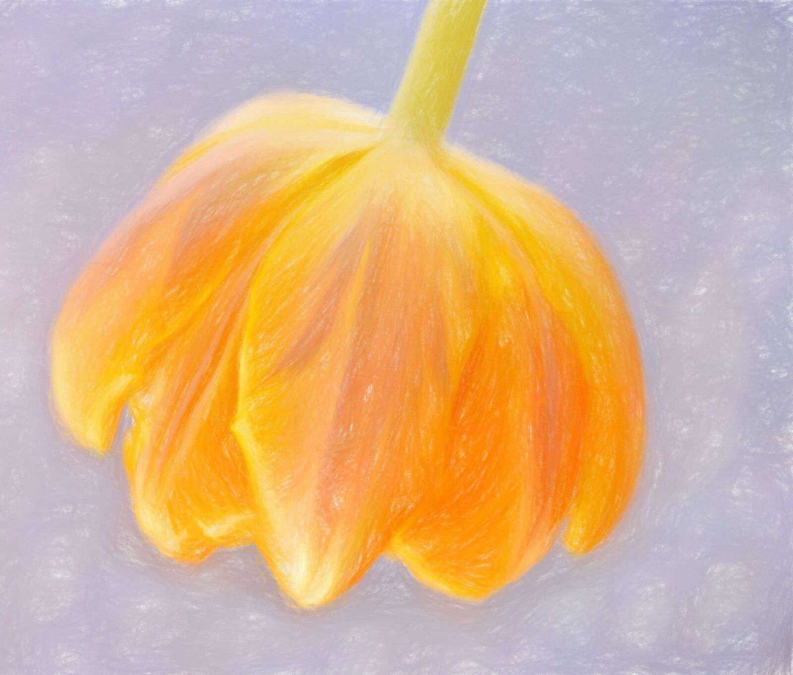 Nikon D7100 sample photo. Drawing, flower, orange photography