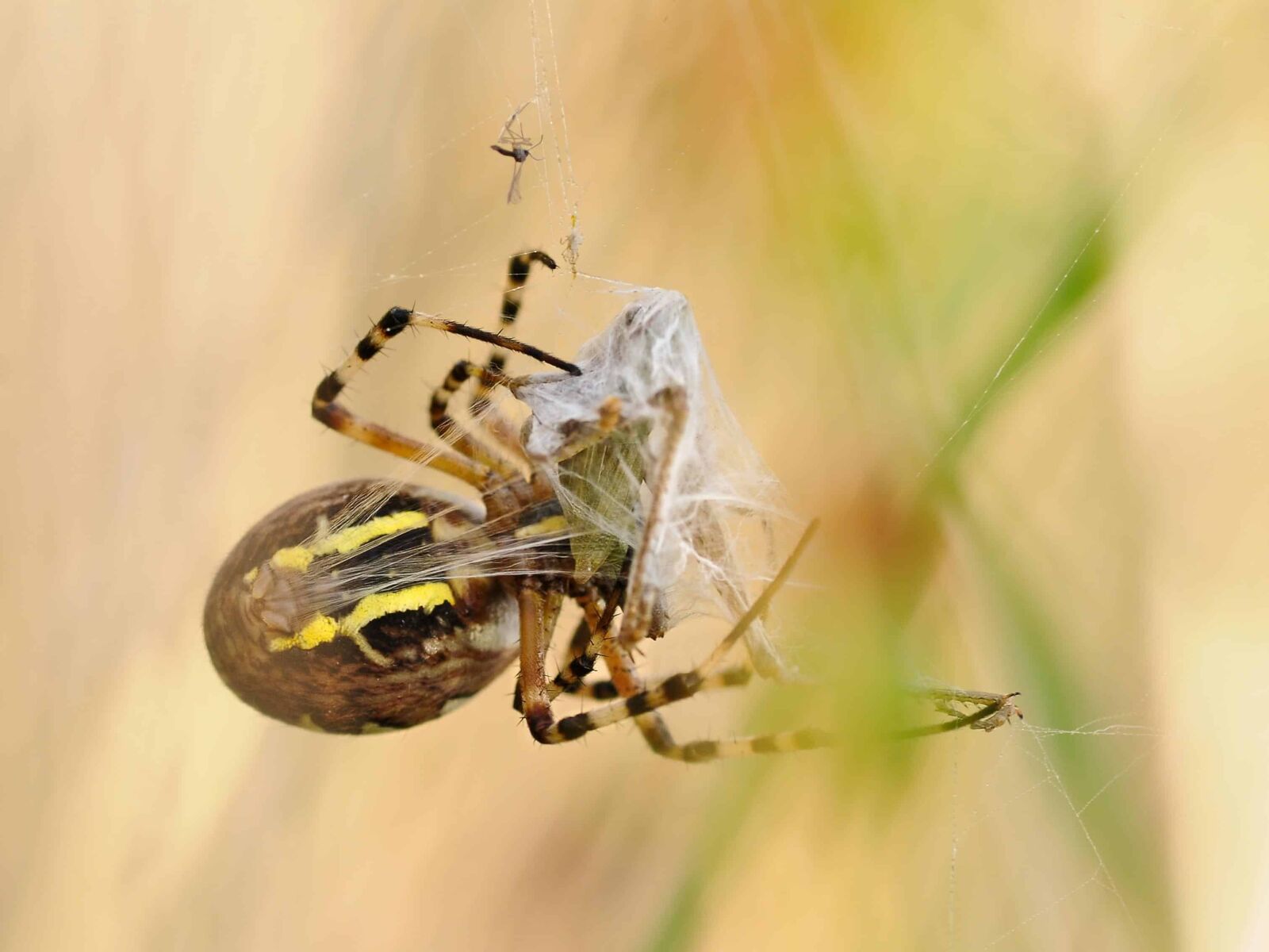 Nikon D300 sample photo. Invertebrate, insect, nature, spider photography