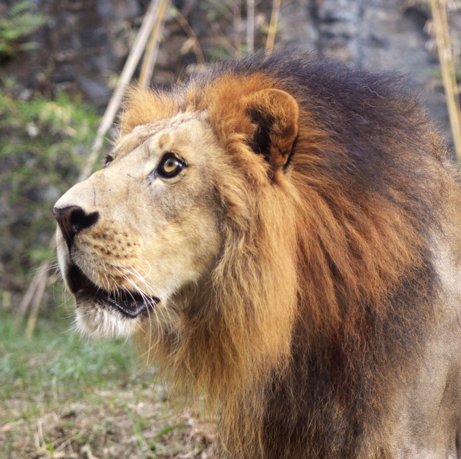 Nikon D5200 sample photo. Lion, mammal, animal photography