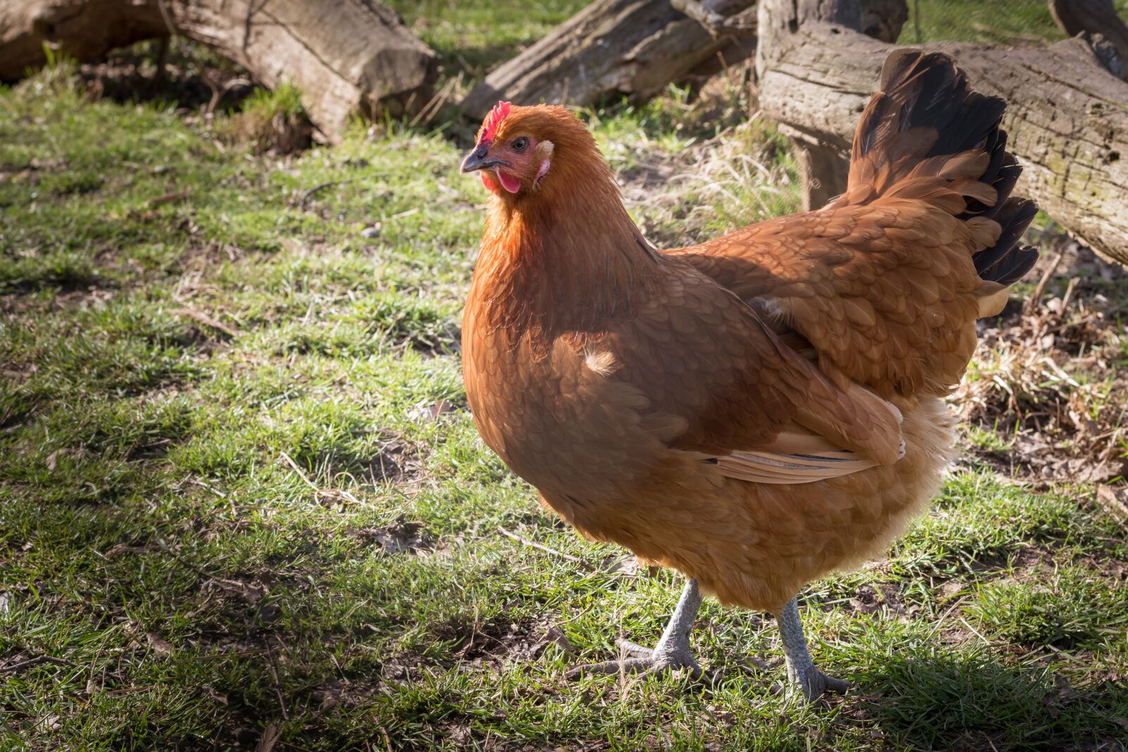 Nikon D5500 sample photo. Hen, chicken, brown photography