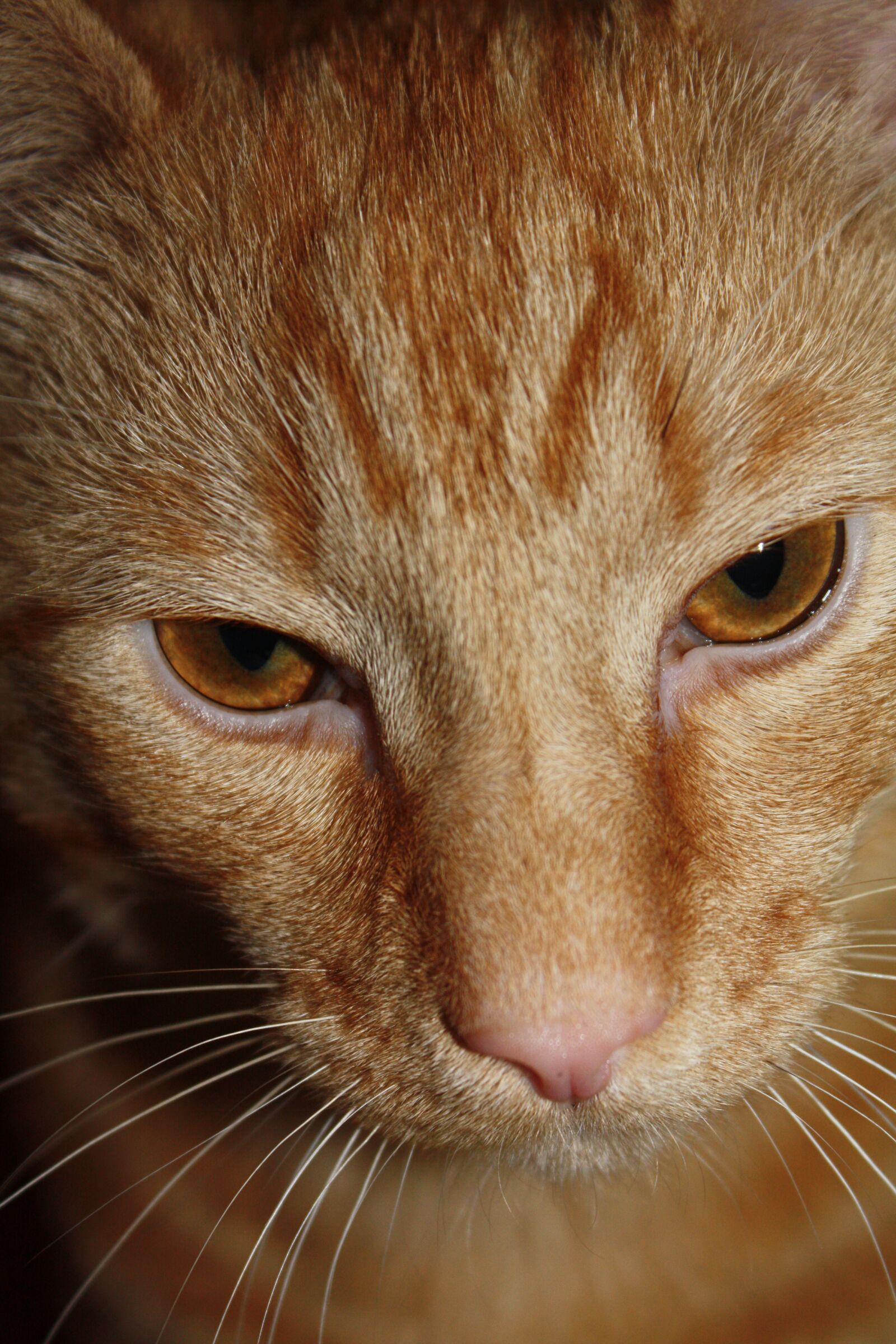 Canon EOS 450D (EOS Rebel XSi / EOS Kiss X2) sample photo. Cat, ginger, tabby photography