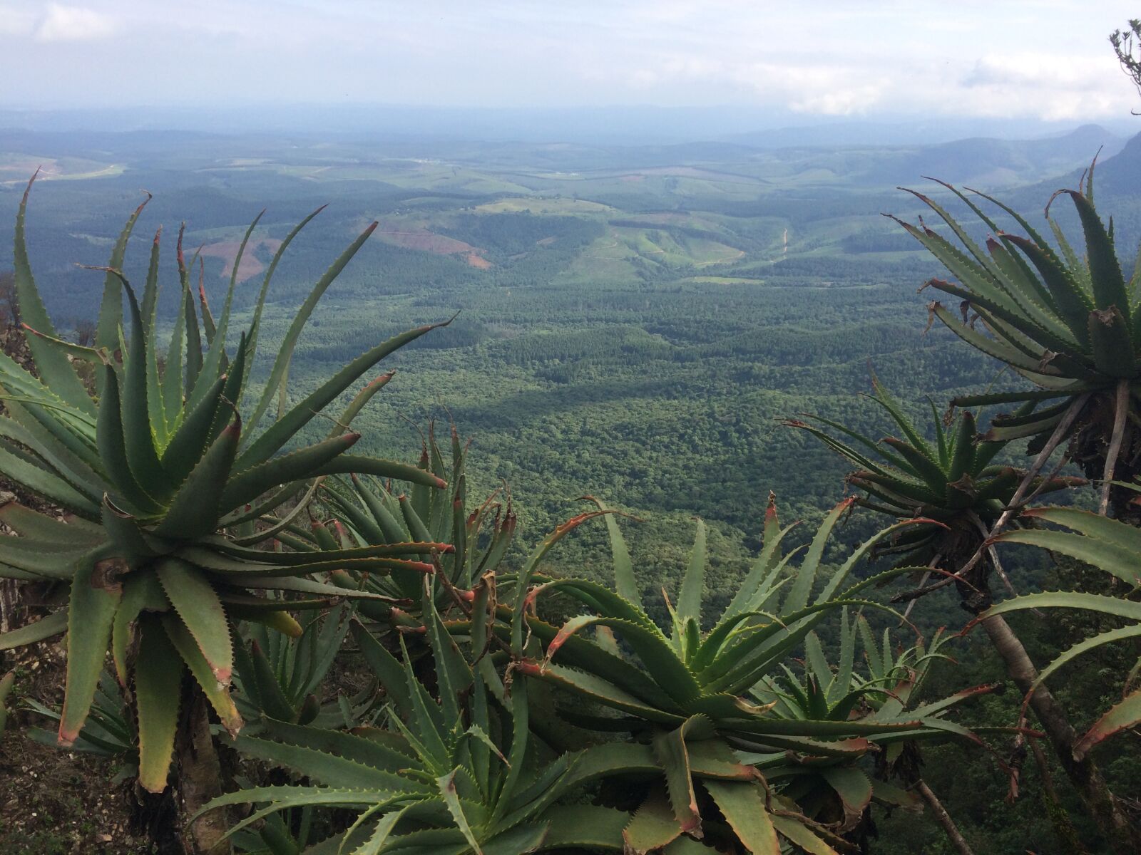 iPhone 5s back camera 4.15mm f/2.2 sample photo. South africa, eswatini, nyonyane photography