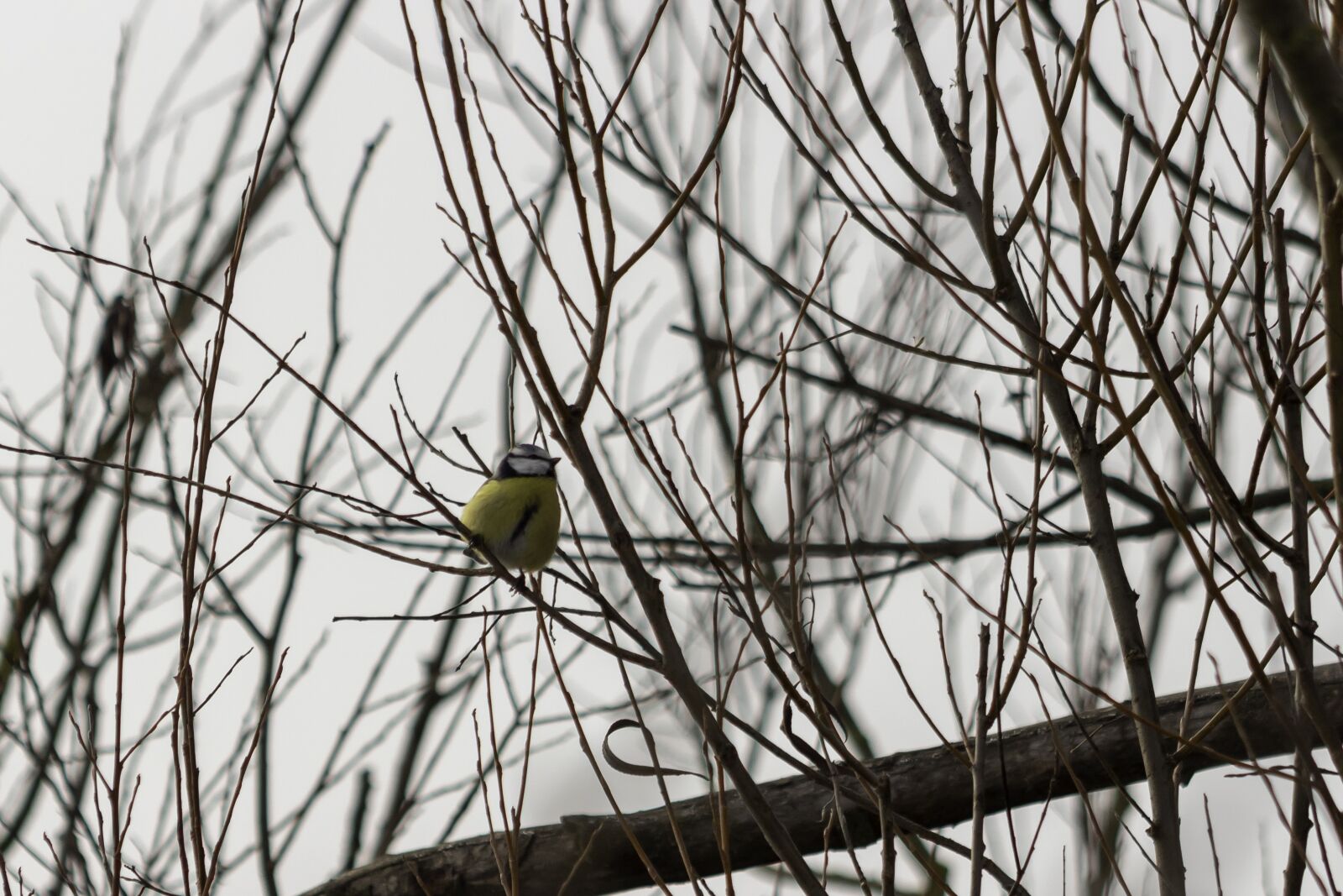Canon EF75-300mm f/4-5.6 sample photo. Titmouse, bird, color photography