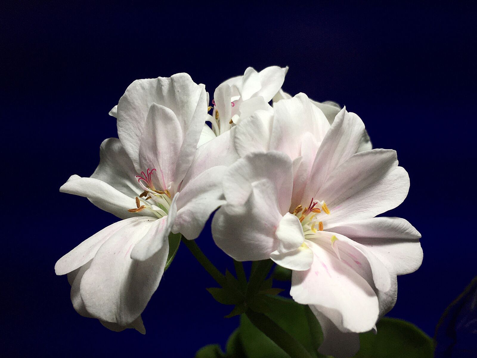 iPhone 6s Plus back camera 4.15mm f/2.2 sample photo. Geranium, white, flower photography