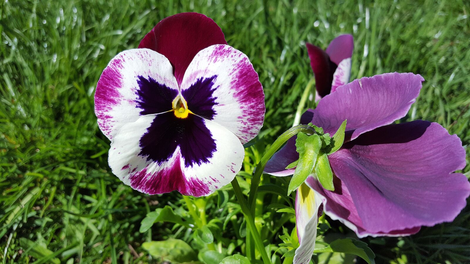 Samsung Galaxy S6 sample photo. Pansy, pansy flower, viola photography
