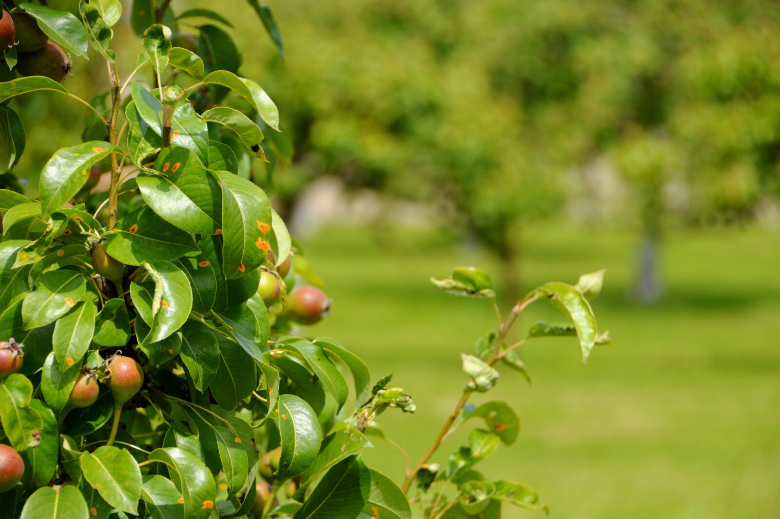 Nikon D3200 sample photo. Orchard, apple, agriculture photography