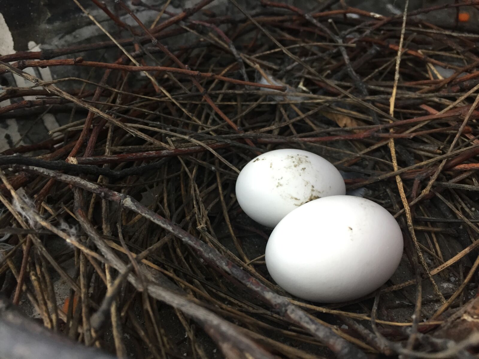 iPhone 6 back camera 4.15mm f/2.2 sample photo. Bird, nest, landscape photography