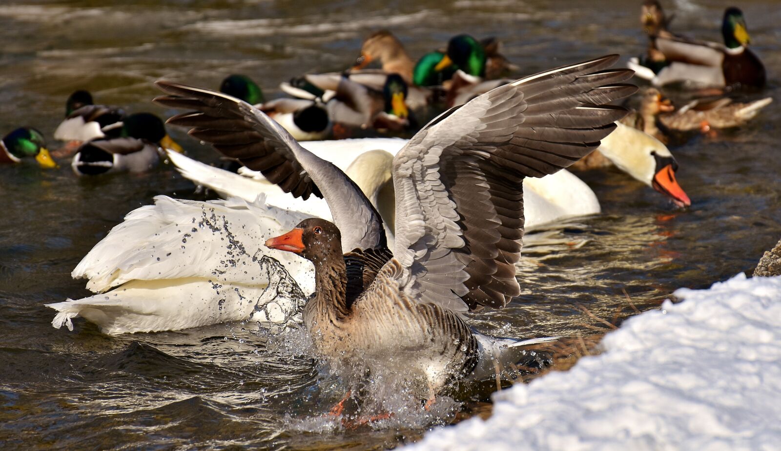 Nikon D7200 sample photo. Goose, flying, flight photography