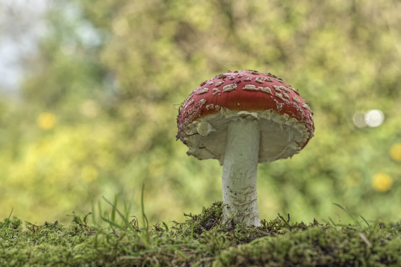 Olympus OM-D E-M5 II + Olympus M.Zuiko Digital ED 12-40mm F2.8 Pro sample photo. Matryoshka, red fly agaric photography