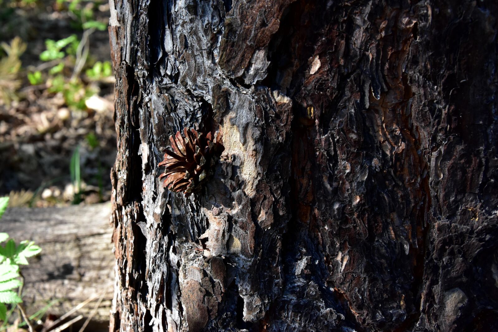 Nikon D7200 sample photo. Tree, nature, the bark photography