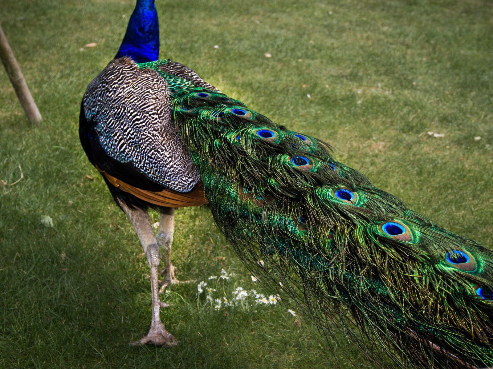 Olympus OM-D E-M5 sample photo. Peacock, spring, halefjær photography