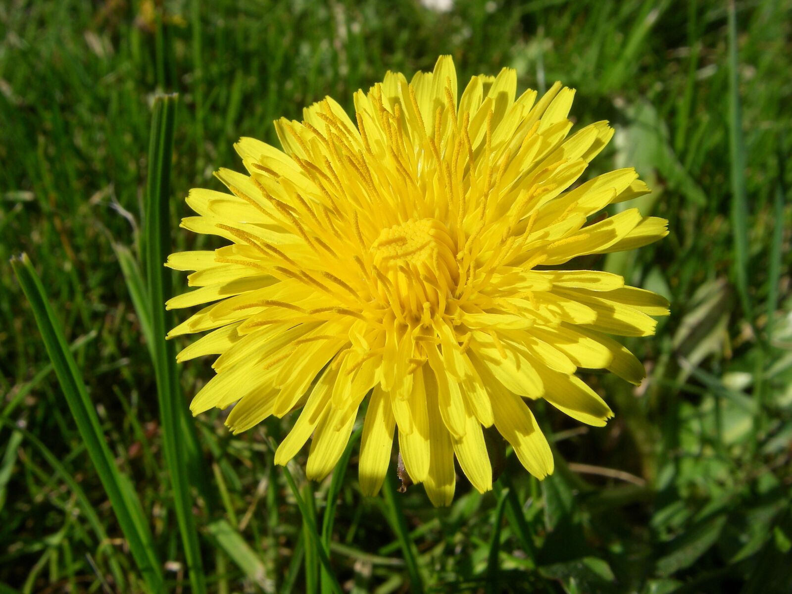 Pentax OPTIO W20 sample photo. Dandelion, flower, botany photography