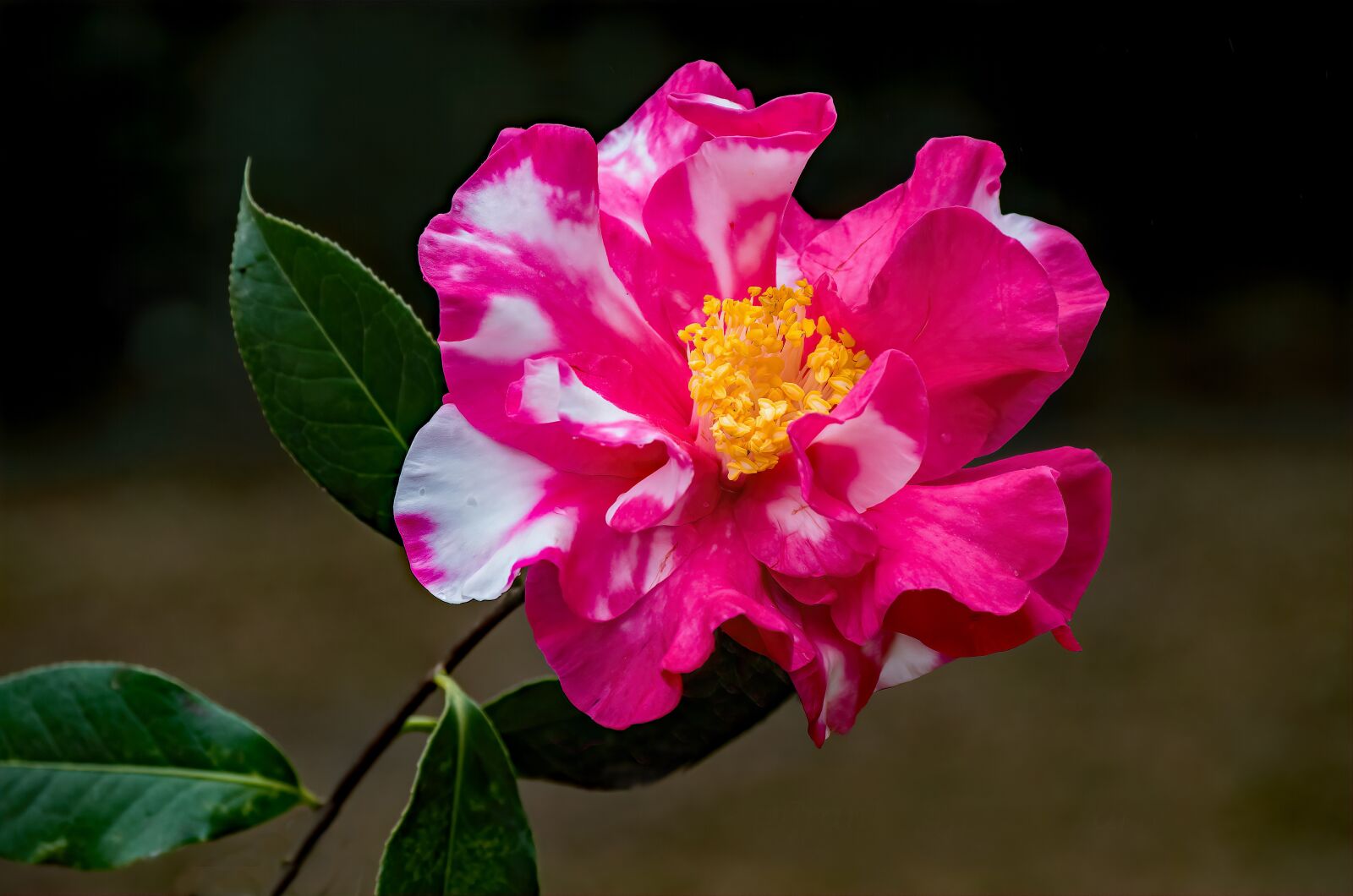 Pentax K-50 sample photo. Flower, bloom, pink flower photography