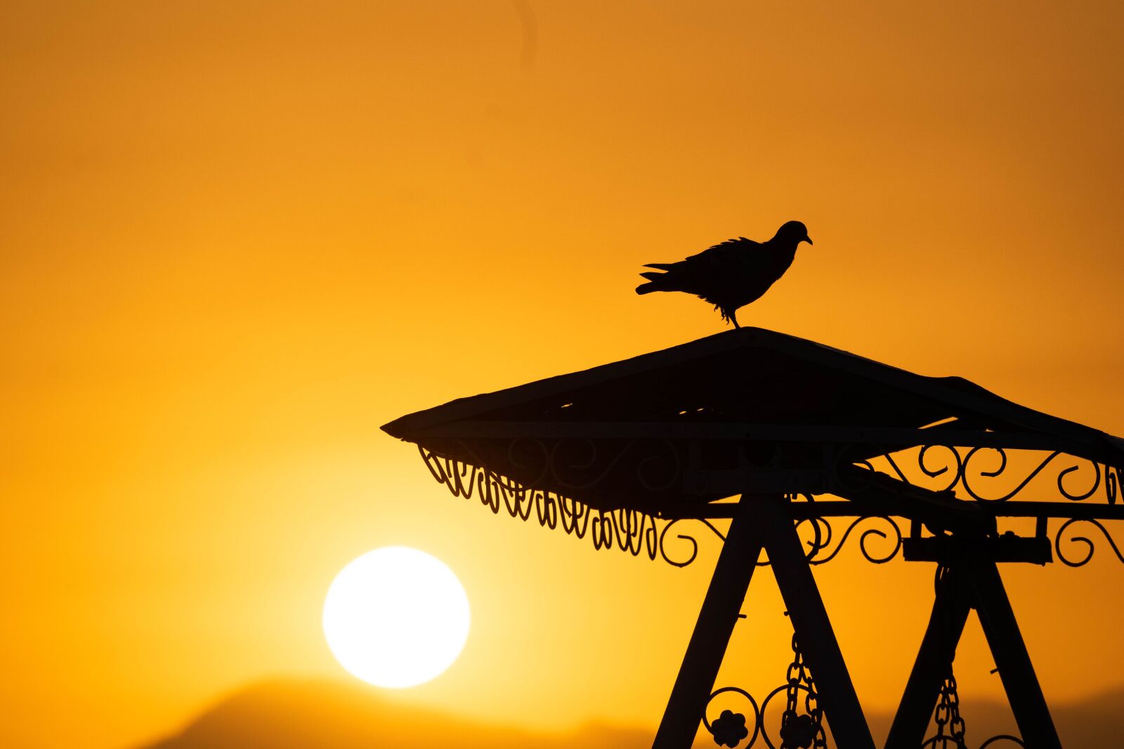 Nikon D3300 sample photo. Sunrise, bird, morning photography
