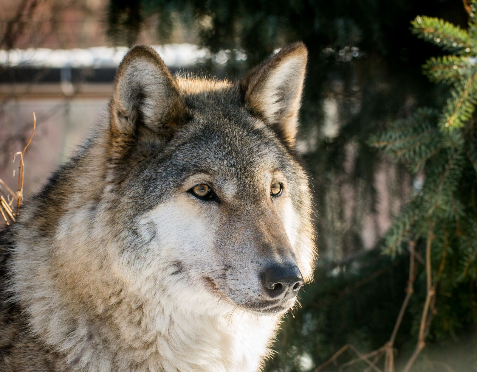 Sony a7R II sample photo. Wolf, living nature, carnivorous photography