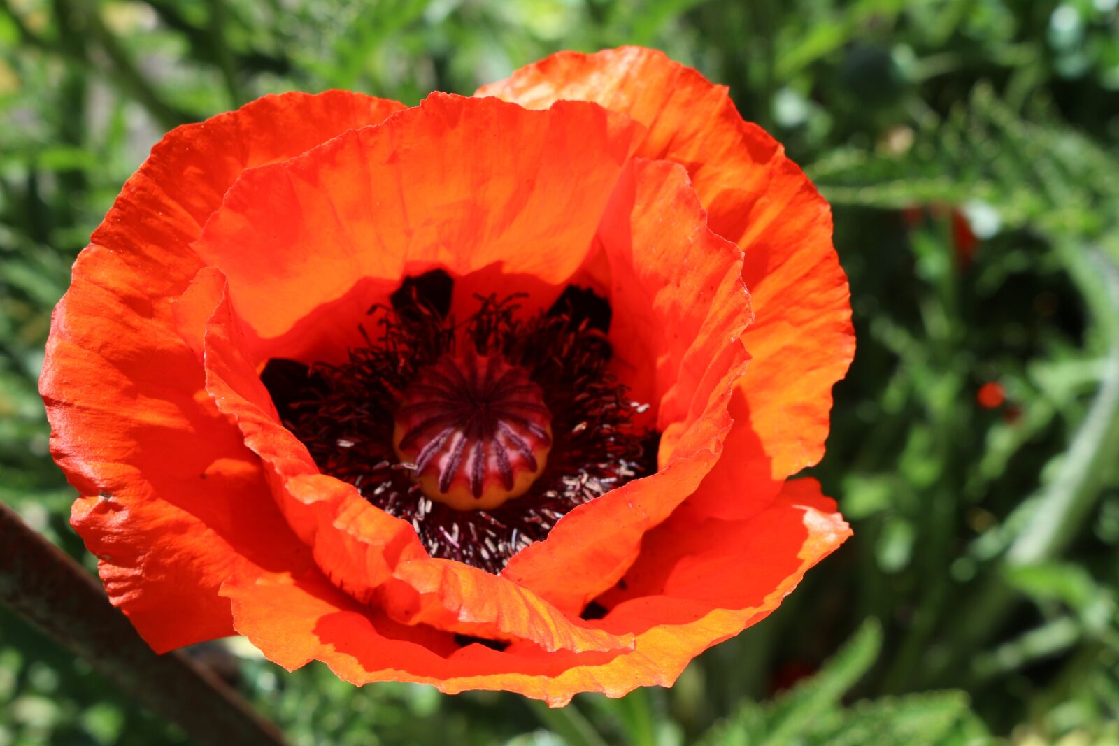 Canon EOS 700D (EOS Rebel T5i / EOS Kiss X7i) sample photo. Poppy, plant, klatschmohn photography