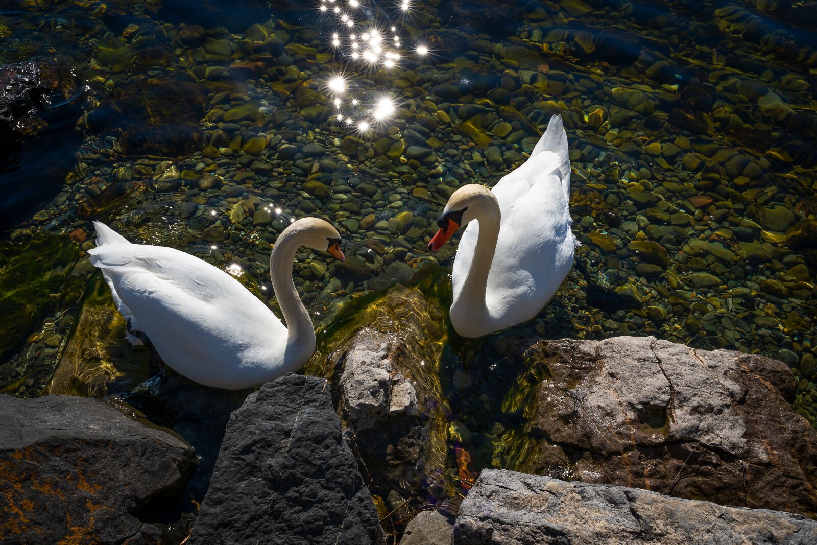 Sony a7 III sample photo. Animals, bird, swan photography