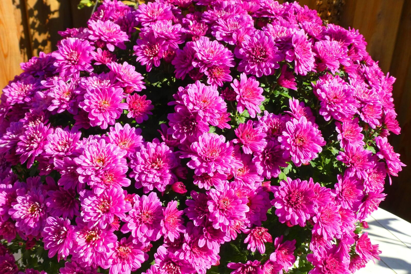 Panasonic Lumix DC-ZS70 (Lumix DC-TZ90) sample photo. Herfstchrysant, autumn, color photography