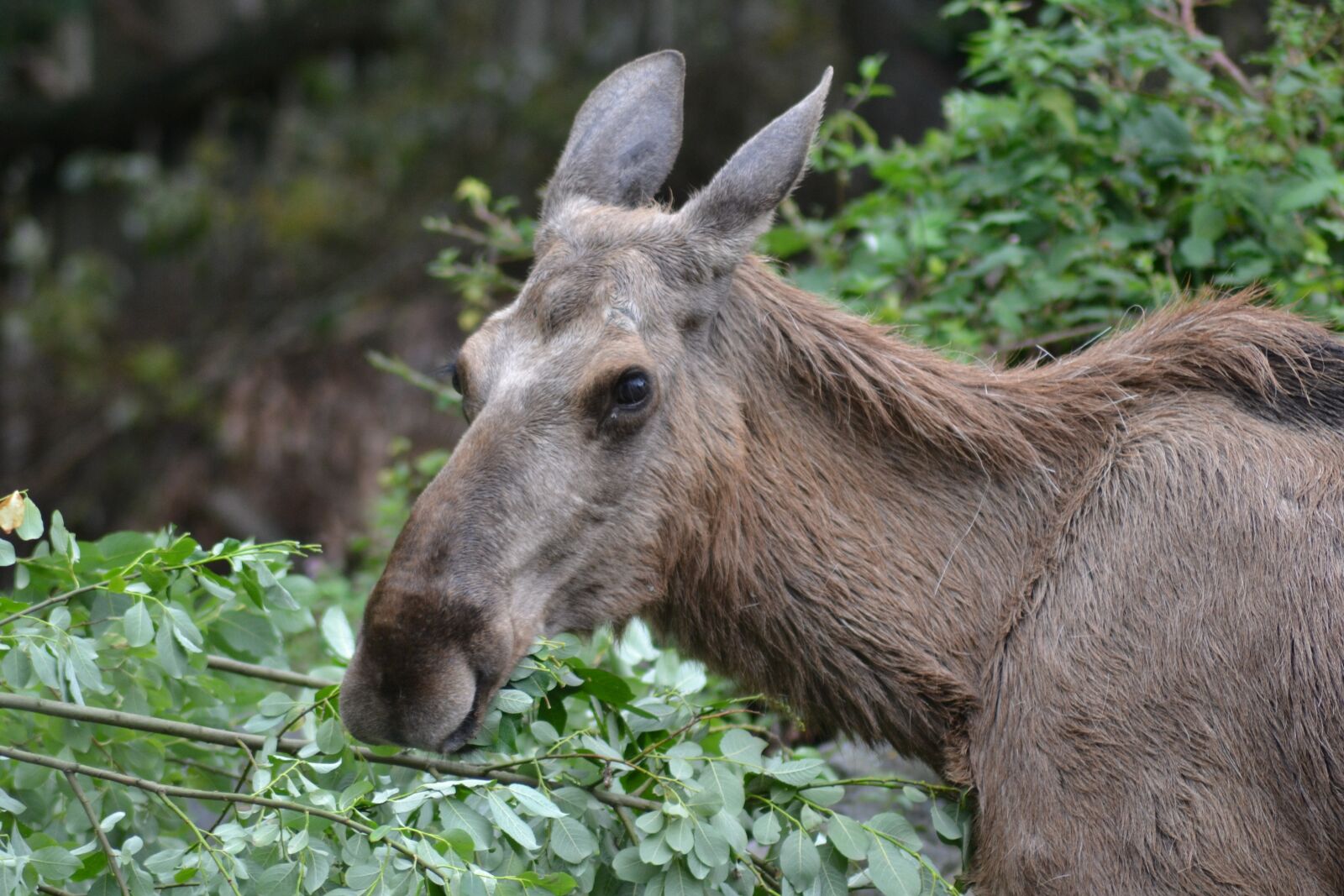 Nikon D3100 sample photo. Moose, eat, female photography