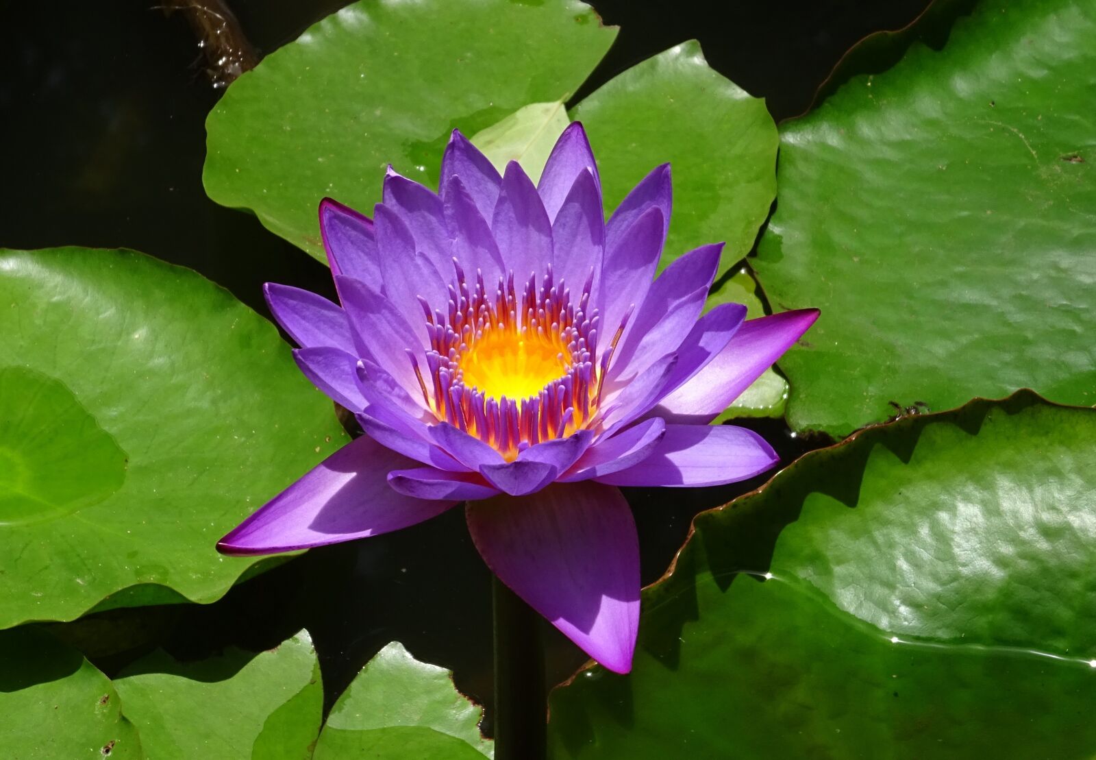 Sony DSC-HX60V sample photo. Lily, flower, nymphaea tina photography
