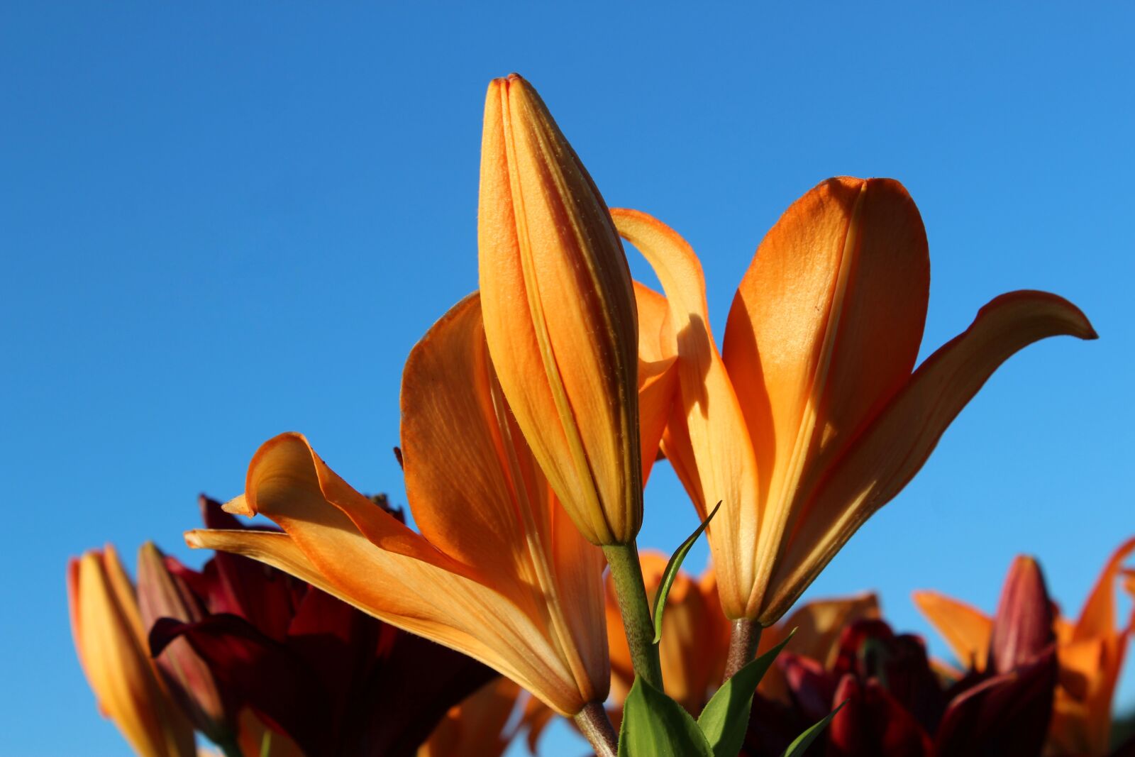 Canon EOS 1300D (EOS Rebel T6 / EOS Kiss X80) sample photo. Lily, orange, blue photography