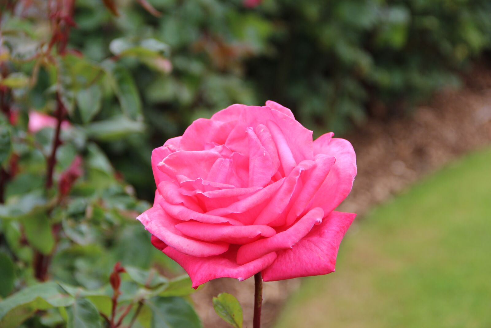 Canon EOS 600D (Rebel EOS T3i / EOS Kiss X5) sample photo. Rose, flower, blossom photography