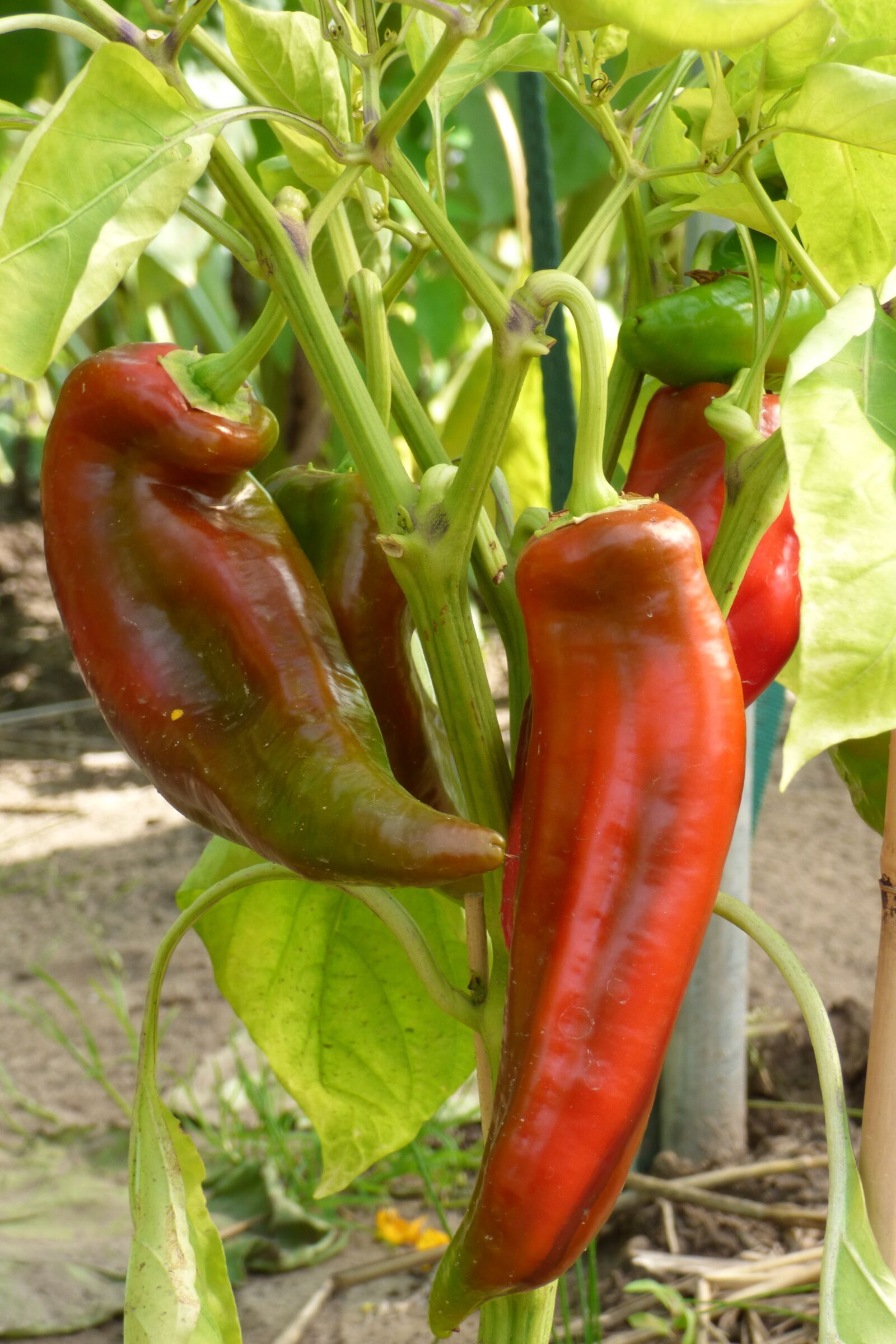 Panasonic DMC-FZ72 sample photo. Paprika, pointed pepper, plant photography