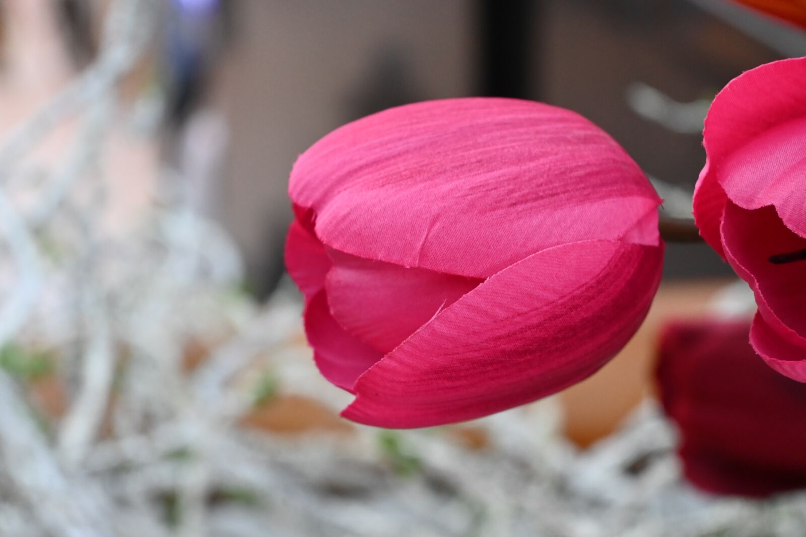 Nikon Z 50 sample photo. Tulip, dubai, garden photography