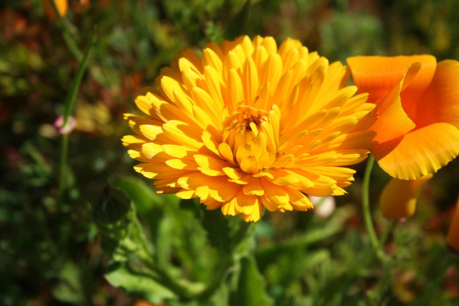 Canon EOS 350D (EOS Digital Rebel XT / EOS Kiss Digital N) sample photo. Flower, close up, nature photography