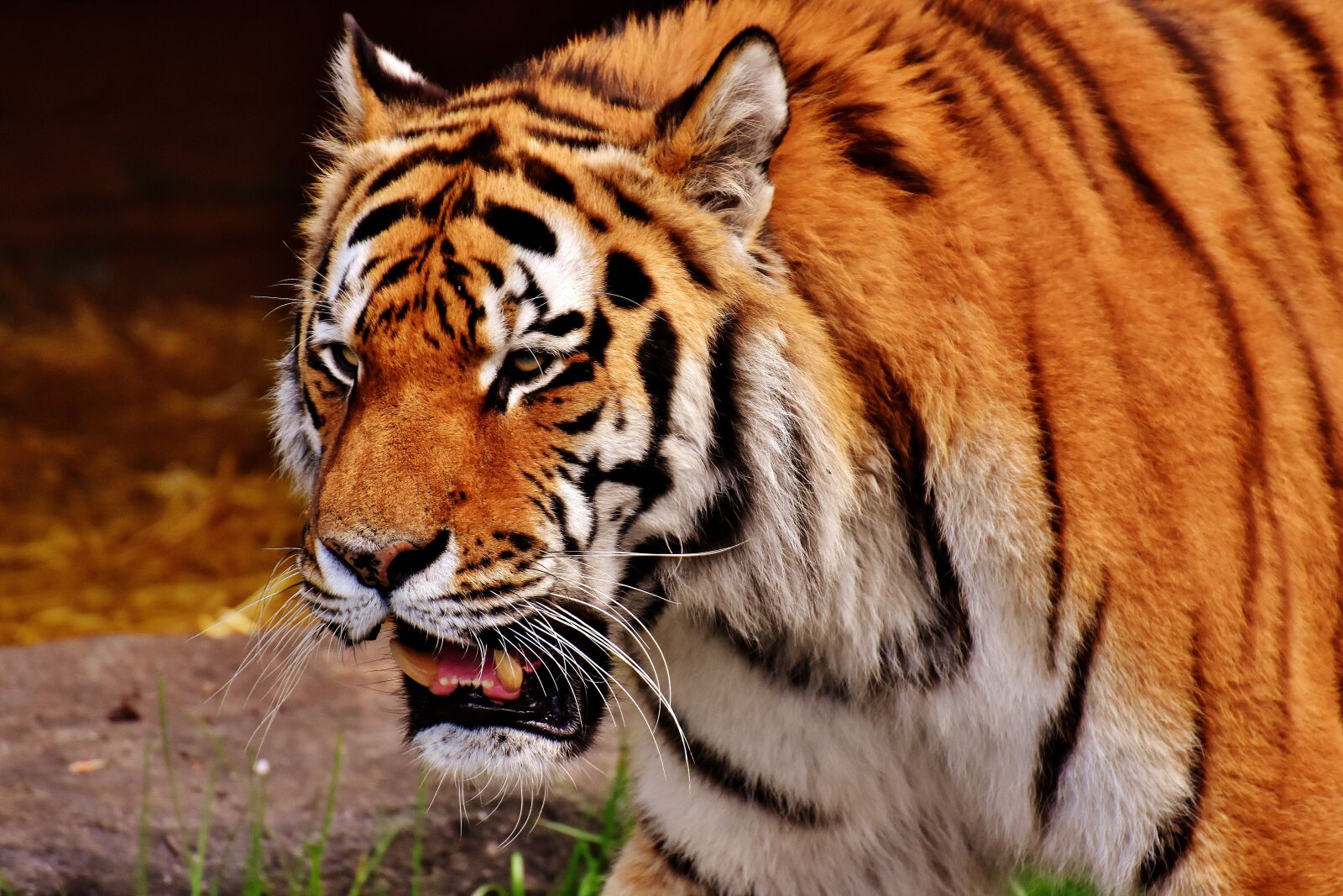 Nikon D7200 sample photo. Tiger, predator, fur photography