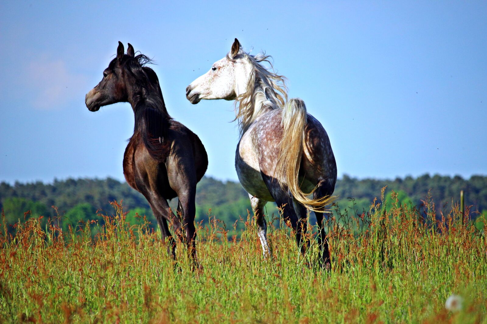Canon EOS 100D (EOS Rebel SL1 / EOS Kiss X7) sample photo. Horse, thoroughbred arabian, mold photography