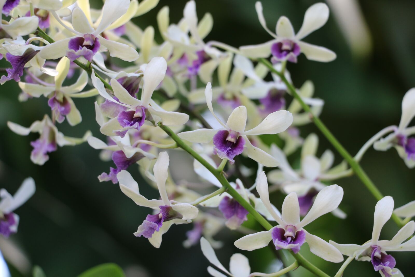 Canon EOS 750D (EOS Rebel T6i / EOS Kiss X8i) sample photo. Orchids, nature, flowers photography