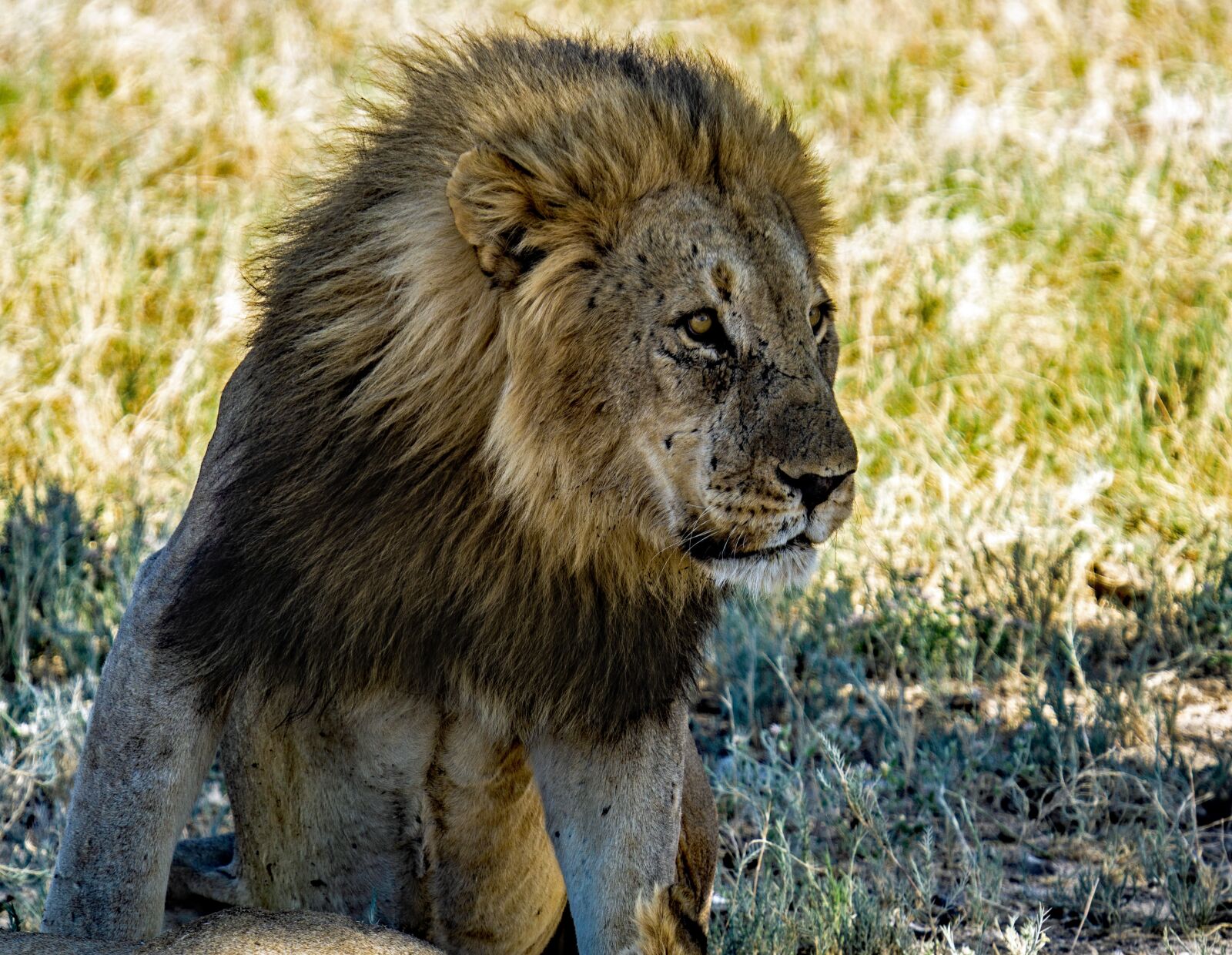 Sony a6000 + Sony FE 70-300mm F4.5-5.6 G OSS sample photo. Lion, big five, nature photography