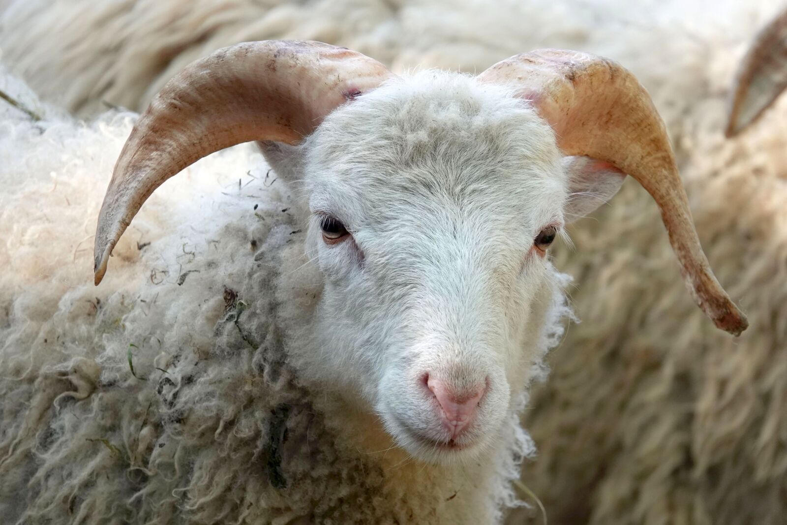 Sony Cyber-shot DSC-RX10 IV sample photo. Sheepshead, sheep, wool photography
