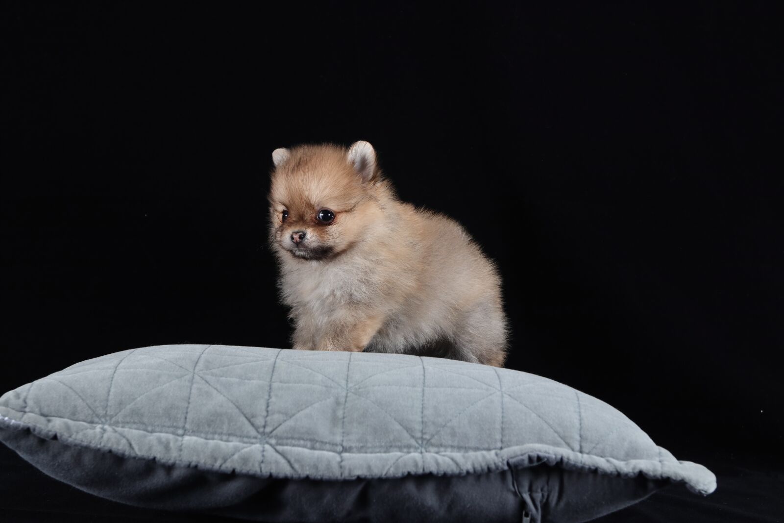 Canon EF 16-35mm F2.8L II USM sample photo. Pomeranian, dog, brown photography