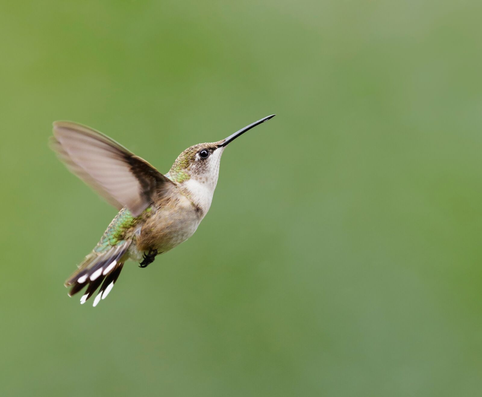 Canon EF 600mm F4L IS II USM sample photo. Hummingbird, ruby throated, flying photography