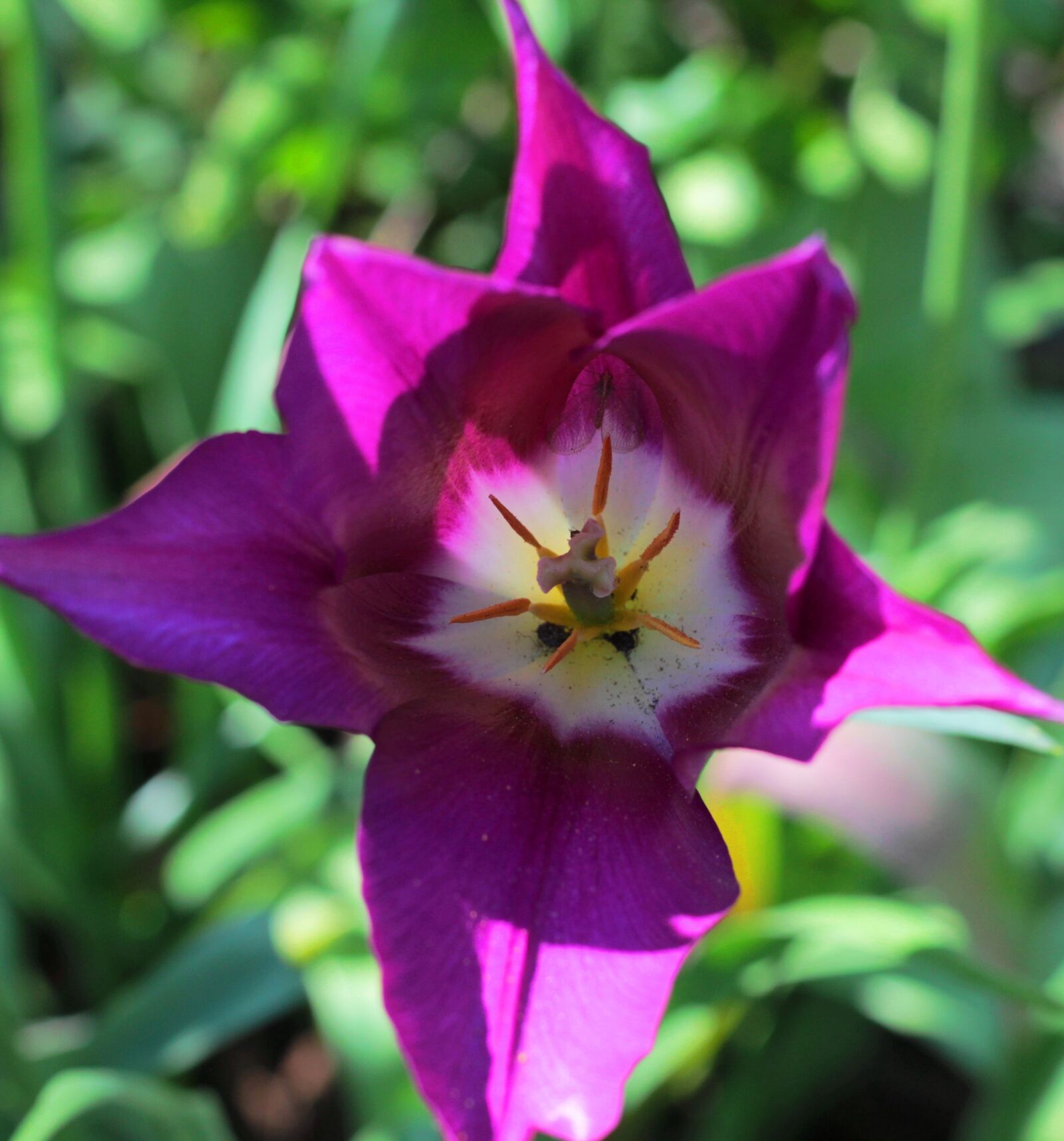 Canon EOS 600D (Rebel EOS T3i / EOS Kiss X5) + Canon EF 50mm F1.8 STM sample photo. Tulip, purple, violet photography