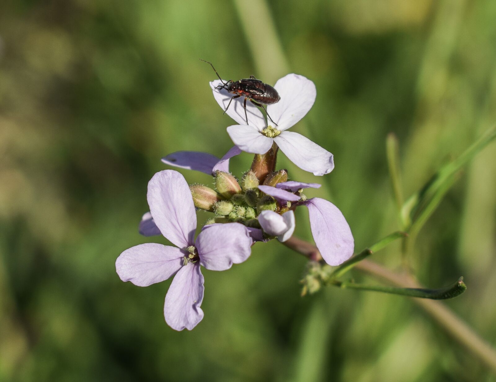 Nikon D3300 sample photo. Cakile maritima, wildflower, beetle photography