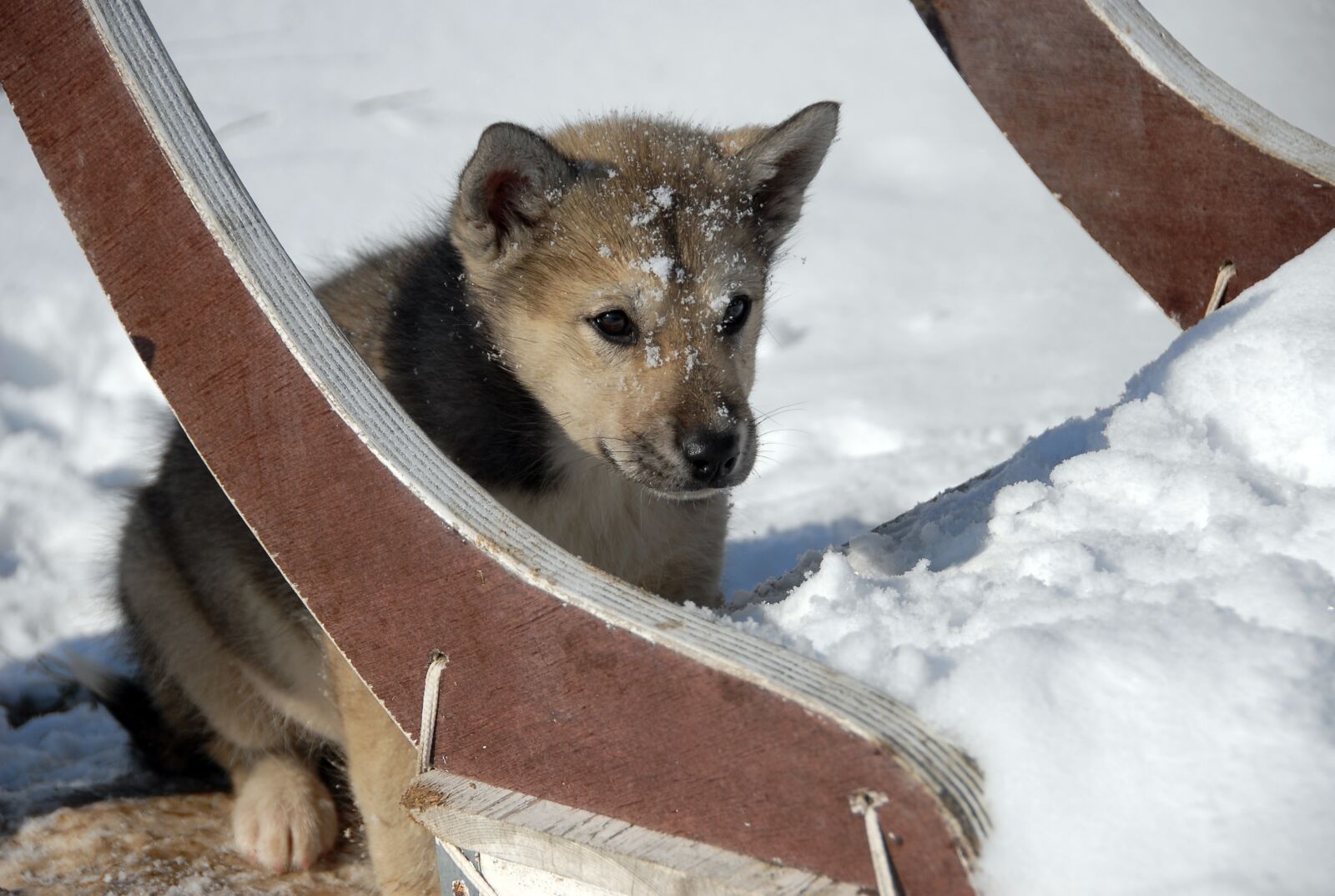 Nikon D200 sample photo. Greenland dog, dog, greenland photography