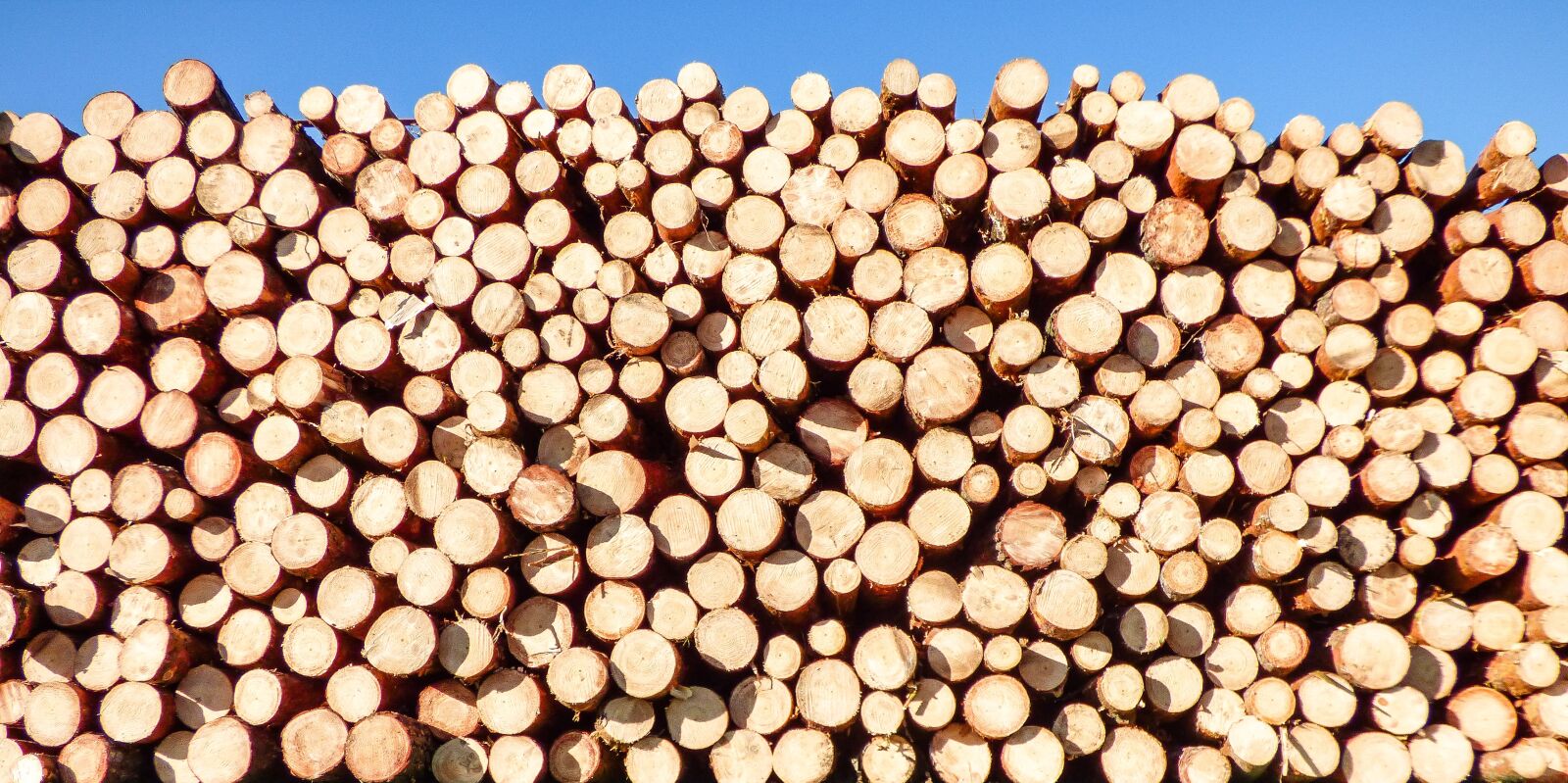 Panasonic DMC-FZ72 sample photo. Background, woodpile, wood photography