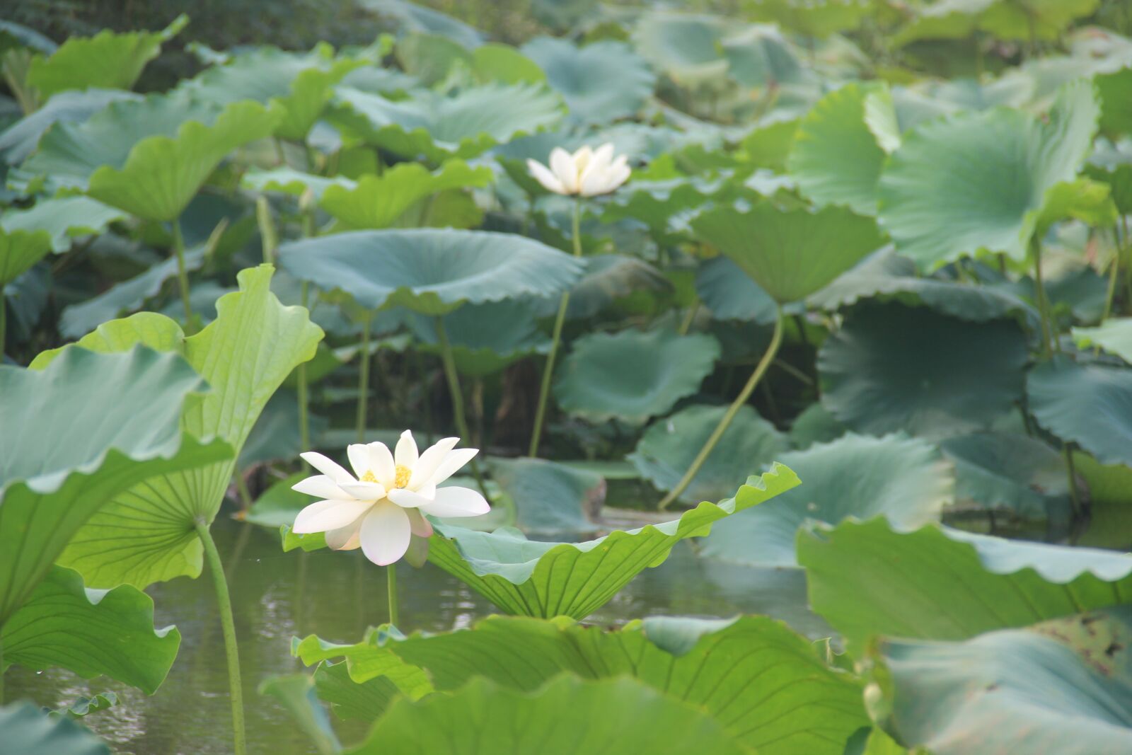 Canon EF-S 18-135mm F3.5-5.6 IS sample photo. Lotus, the scenery, morning photography