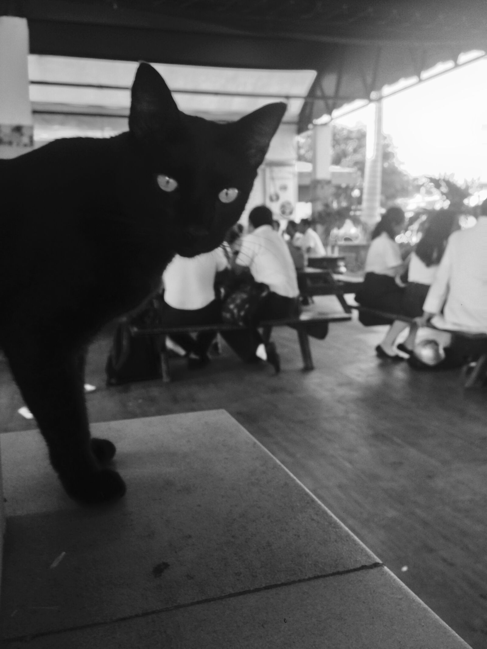 iPhone 5 back camera 4.12mm f/2.4 sample photo. Black, and, white, cat photography