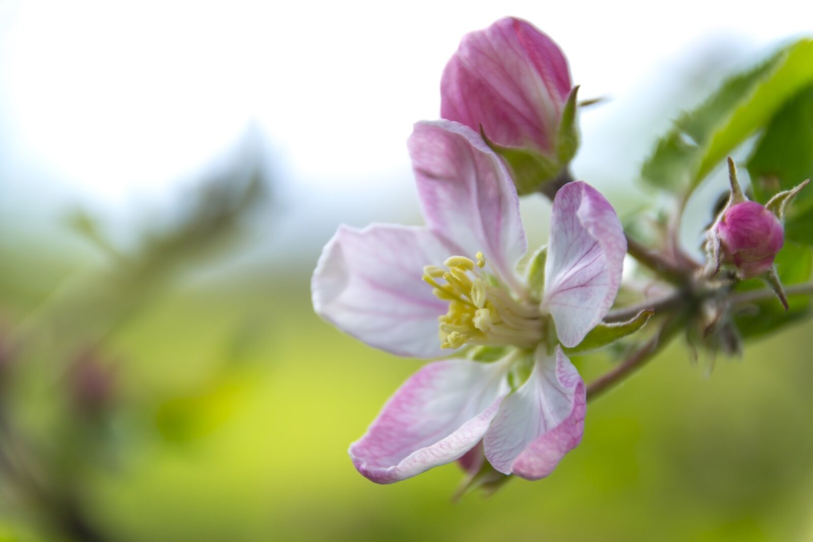 Nikon D3100 sample photo. Apple flower, flowering crabapple photography