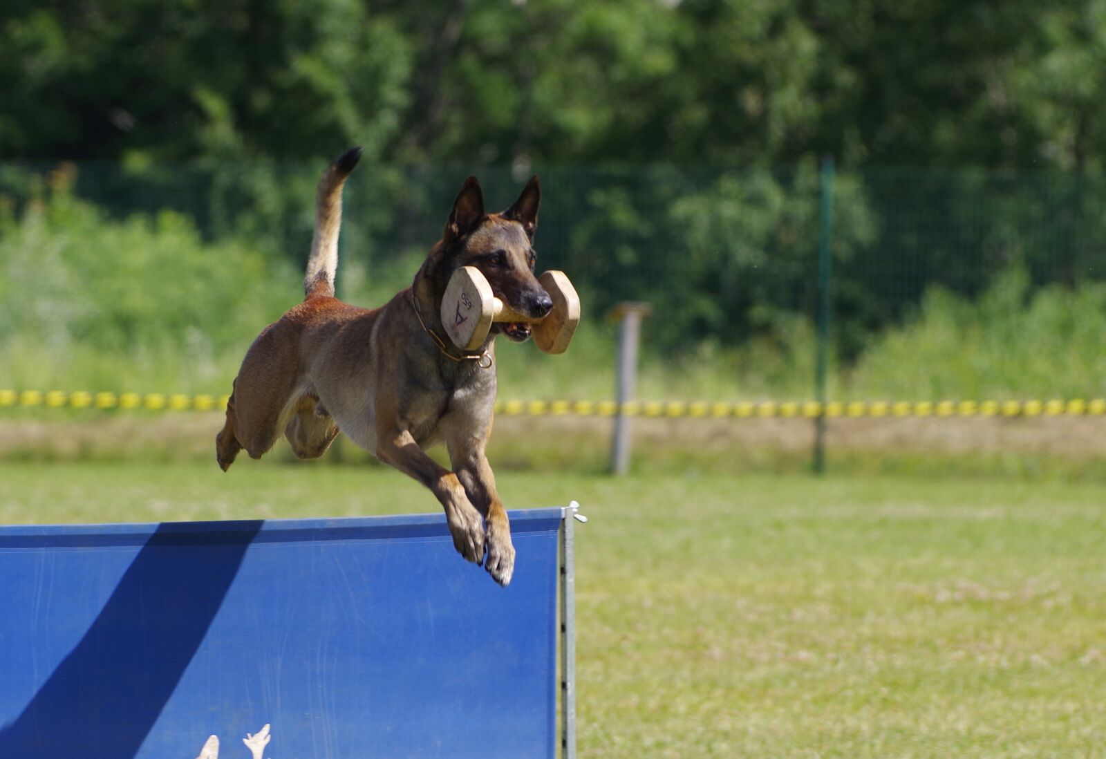 Pentax K-1 sample photo. Belgian shepherd malinois, jump photography