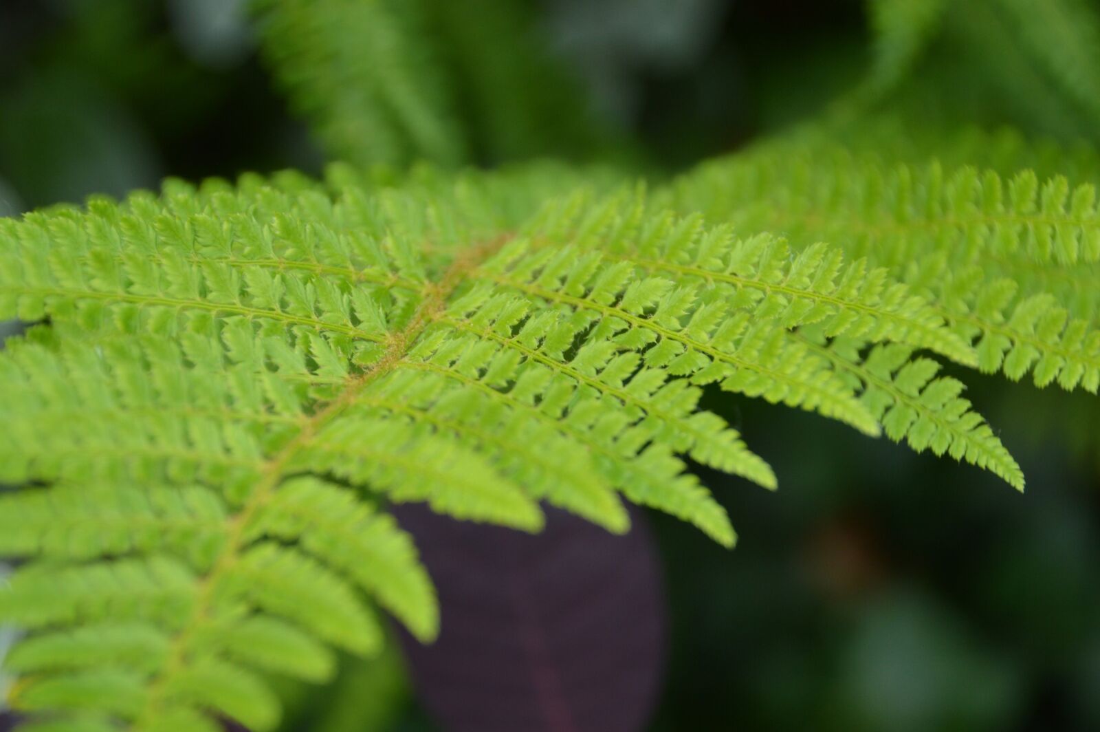 Nikon D3200 sample photo. Leaf, fern, green photography