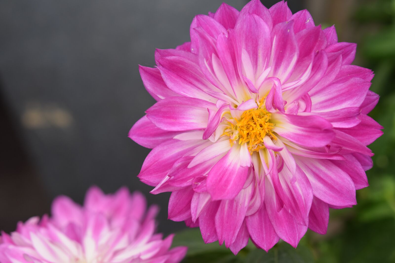 Nikon D5600 sample photo. Flower, flowers, dahlia photography