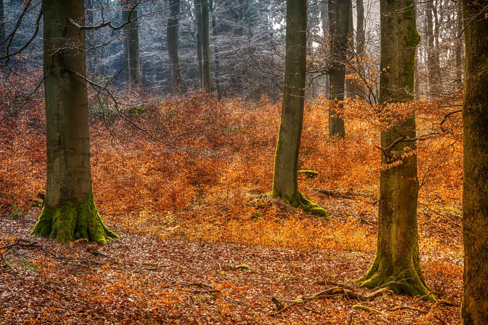 Canon EOS 550D (EOS Rebel T2i / EOS Kiss X4) sample photo. Autumn forest, tree, leaf photography